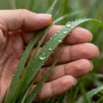 Fili d'erba naturale con gocce di rugiada