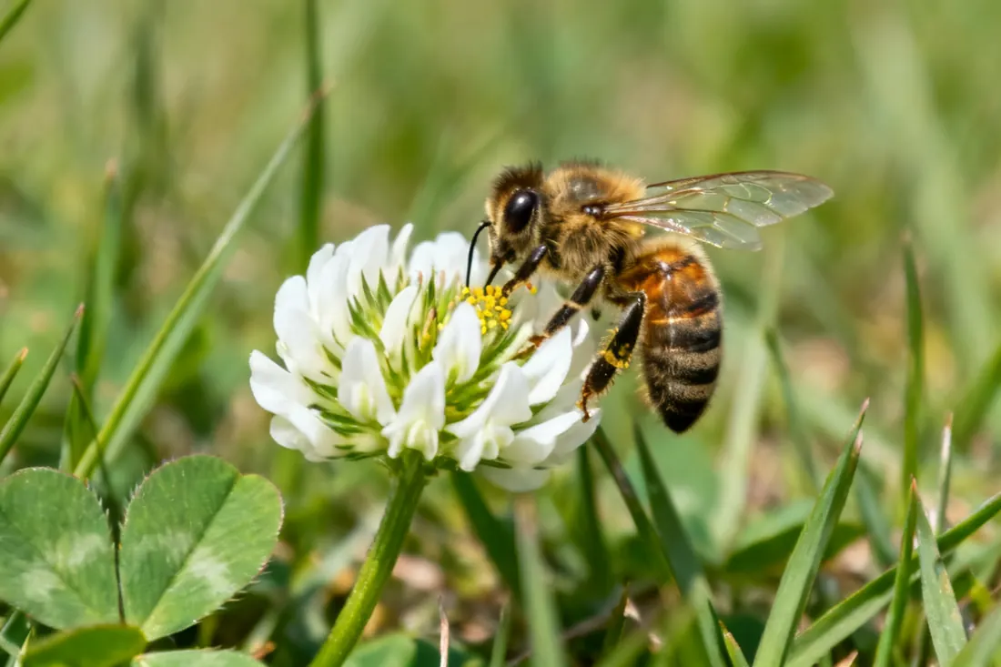 Ape su un fiore di trifoglio in un prato naturale
